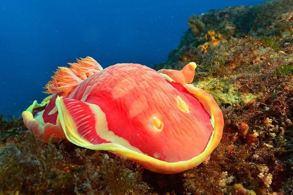 Salón Buceo en Mozambique