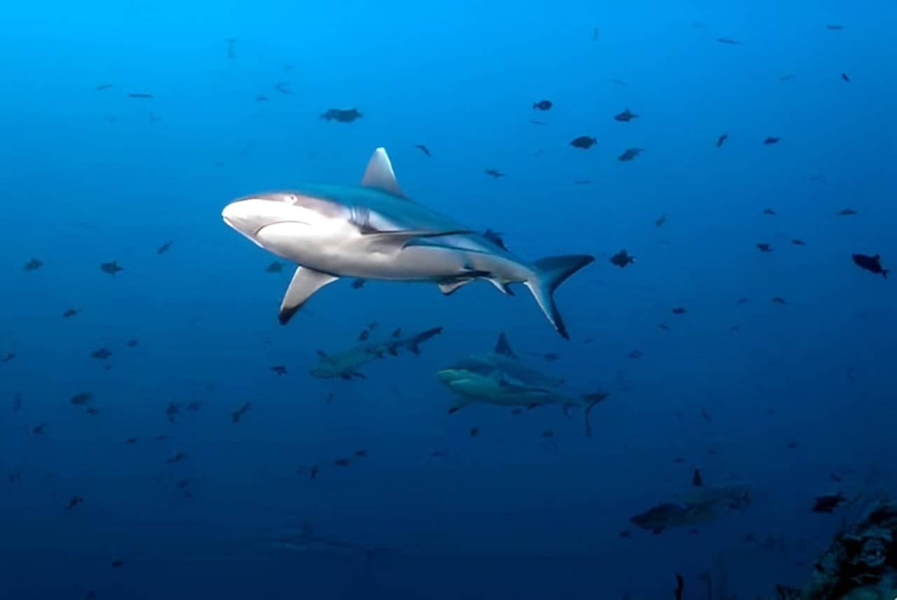 Shark Point en Isla Yonaguni