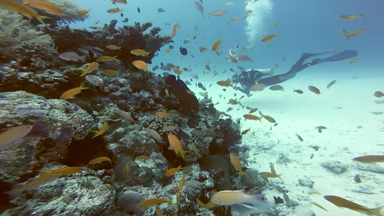 bucear en las islas Sesoko de Okinawa