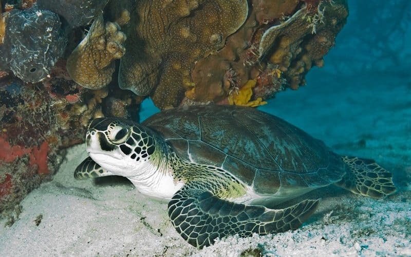 Tortugas verdes - Salón Mozambique