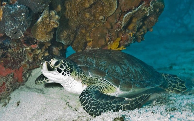 Tortugas verdes - Salón Mozambique 