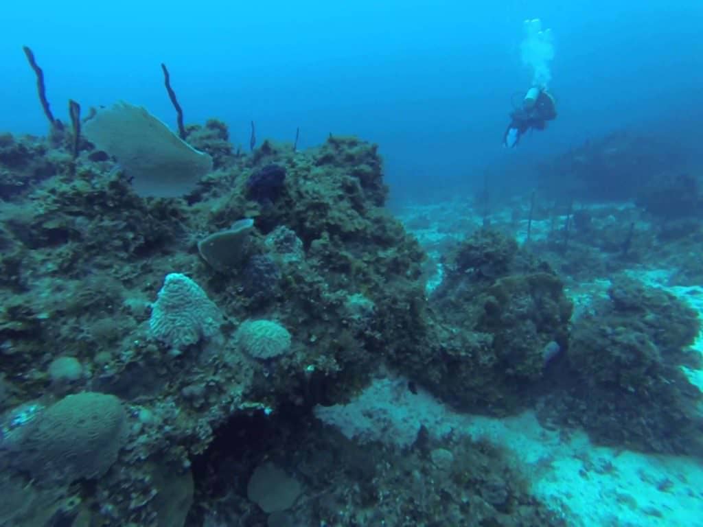 buceo en Puerto Real, Kingston Jamaica