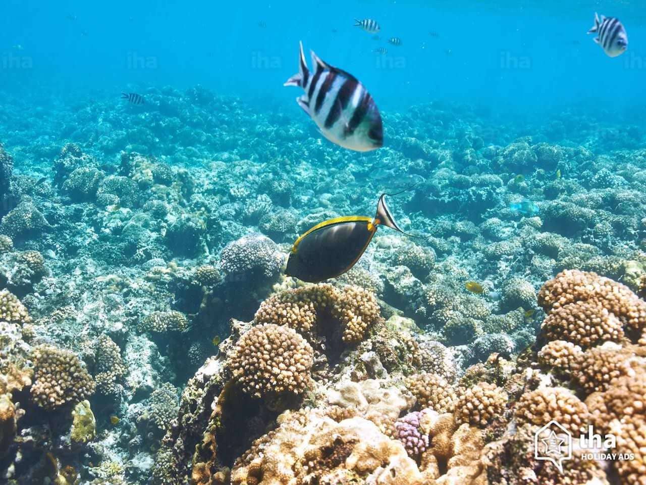 Buceo en Whale Rock, Mauricio