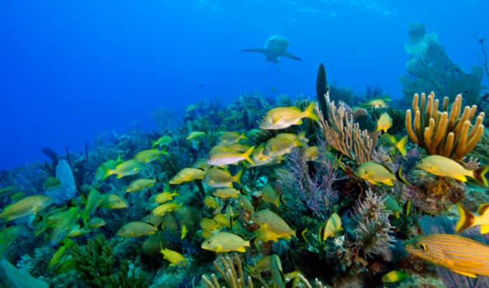 buceo en Cuba