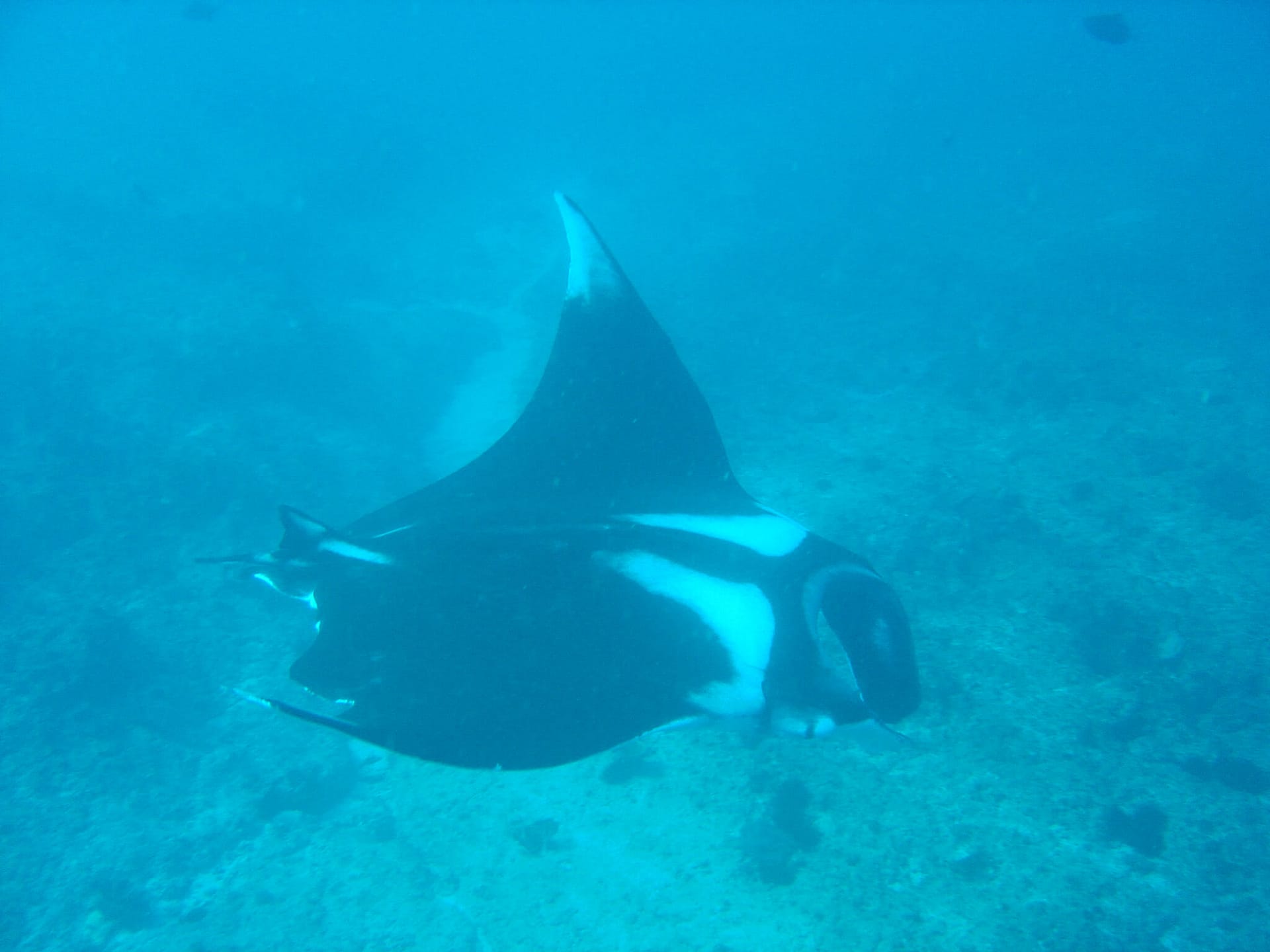 Mantarraya en Manta Reef