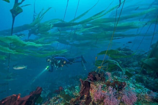 Buceo en los Estados Unidos