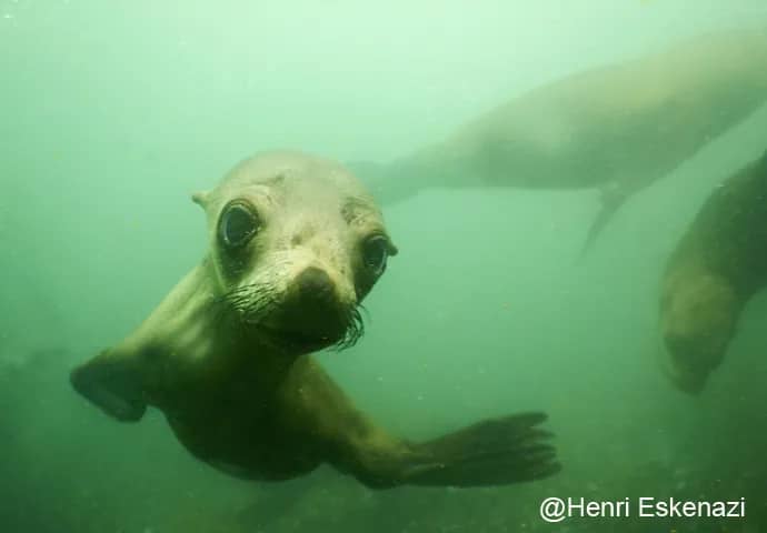 Punto de buceo en Simon's Town