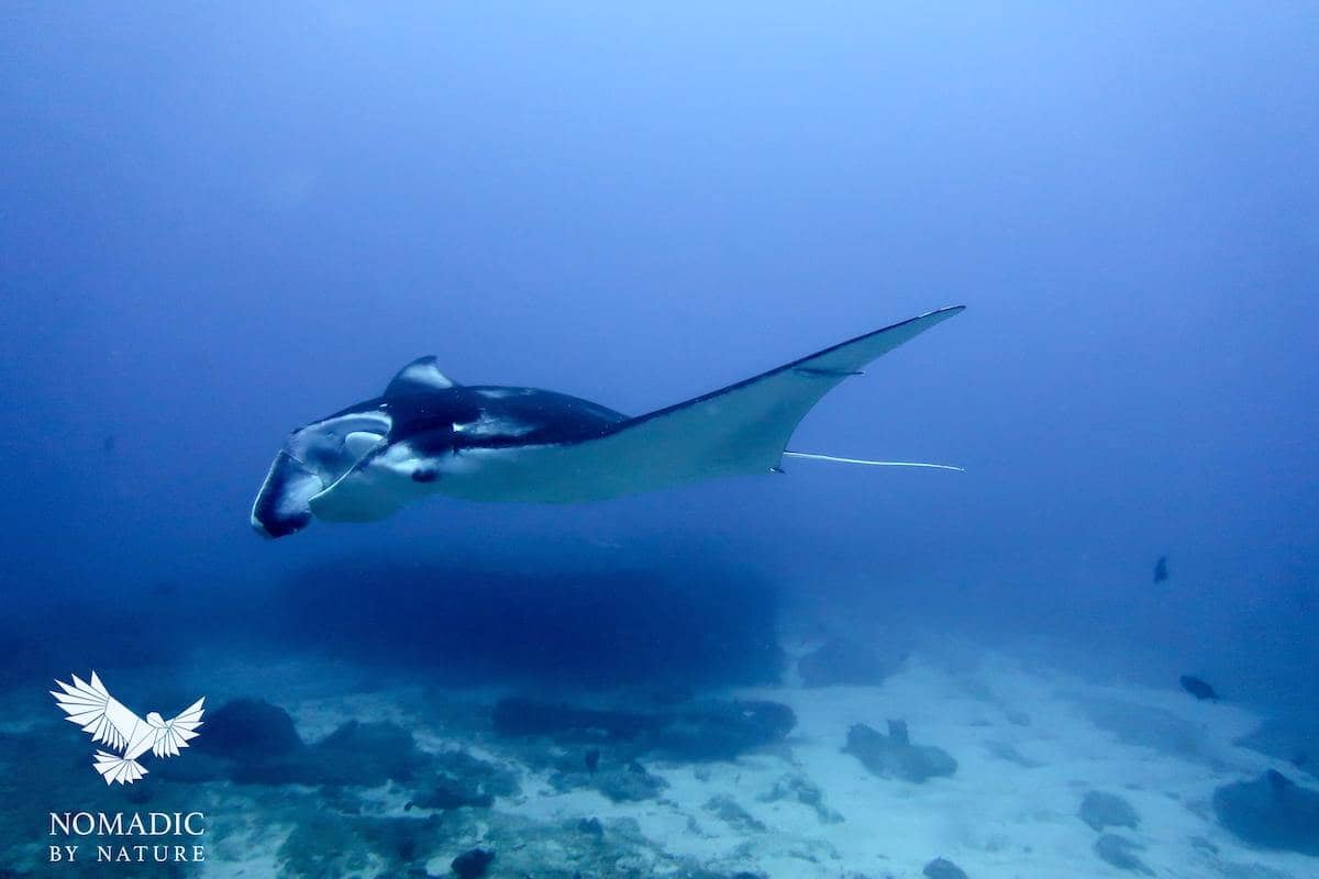 Buceo en Colosseum Reef. Tofo Mozambique