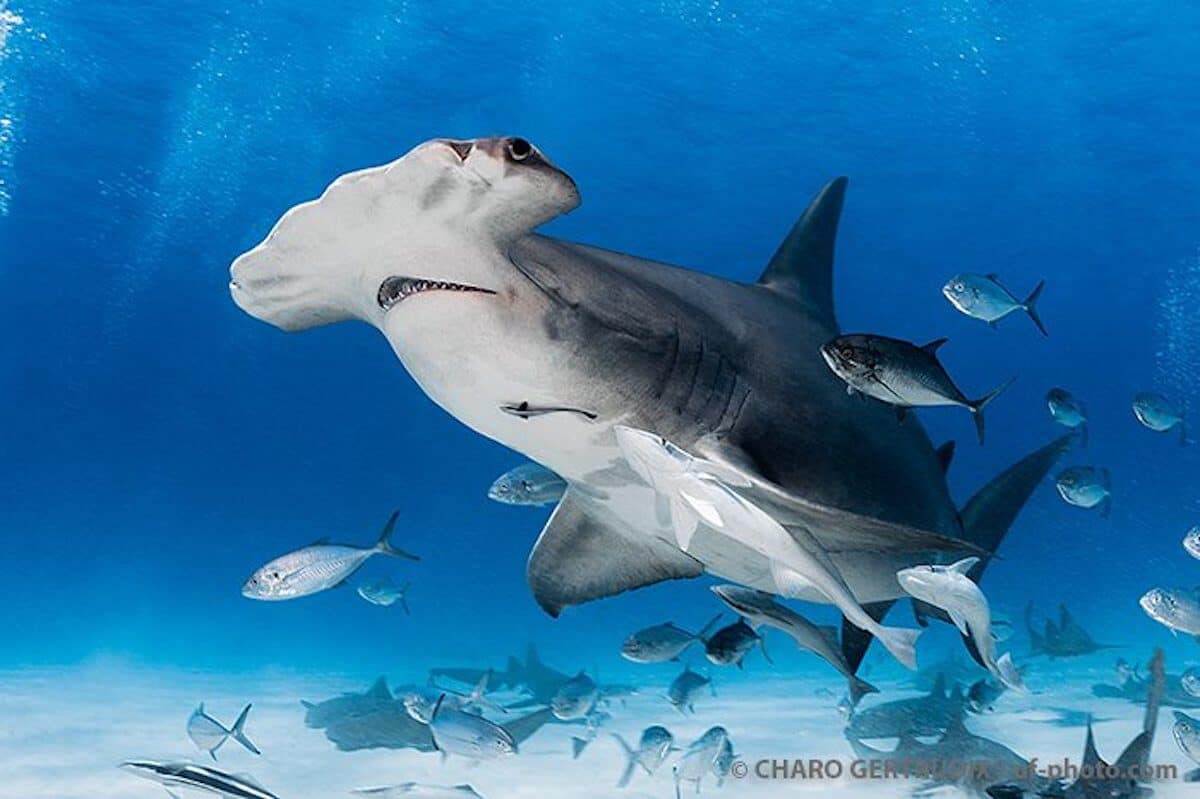 Bimini, Bucea con los grandes tiburones martillo