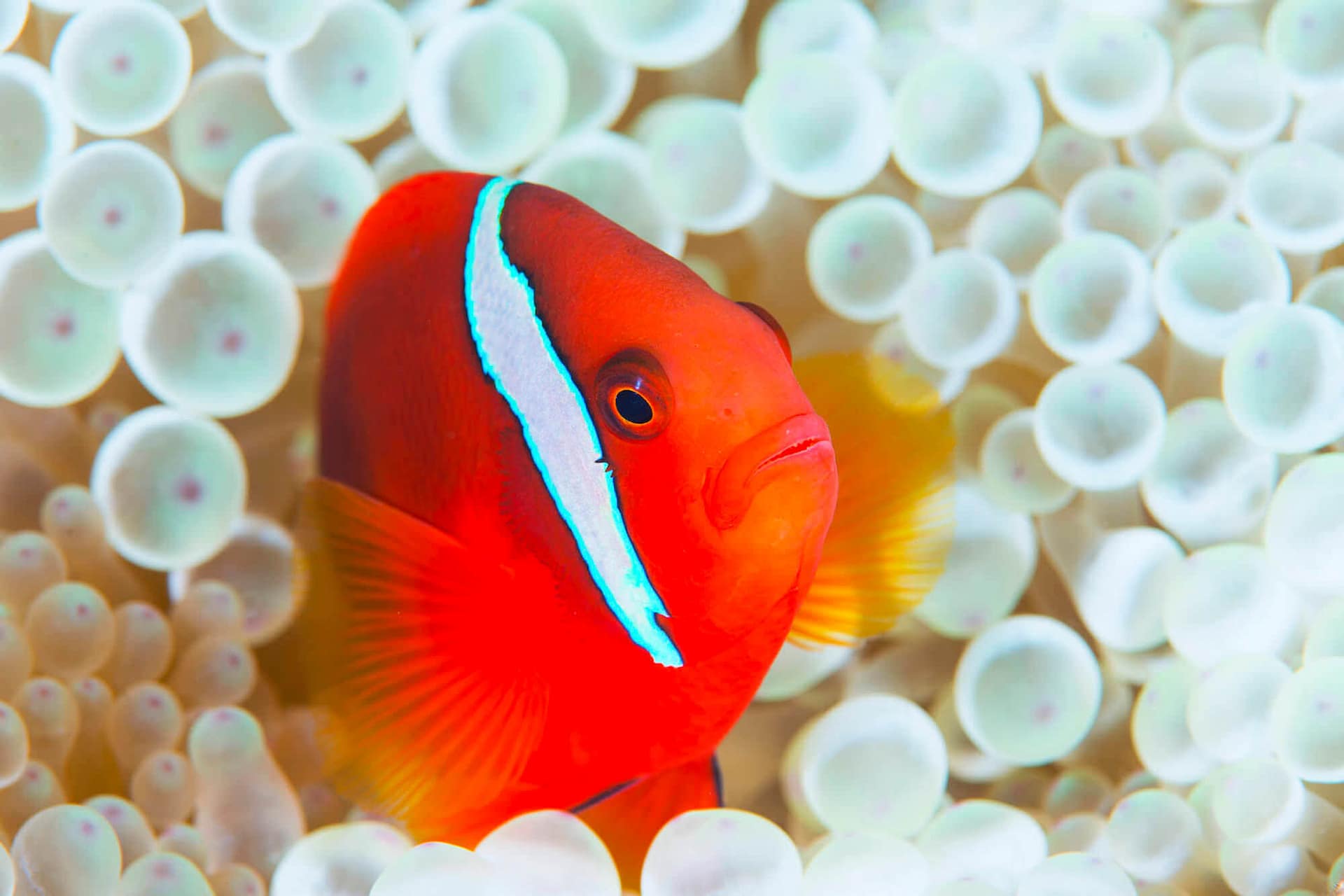 Bucear en Bonnie Waycott, Japón