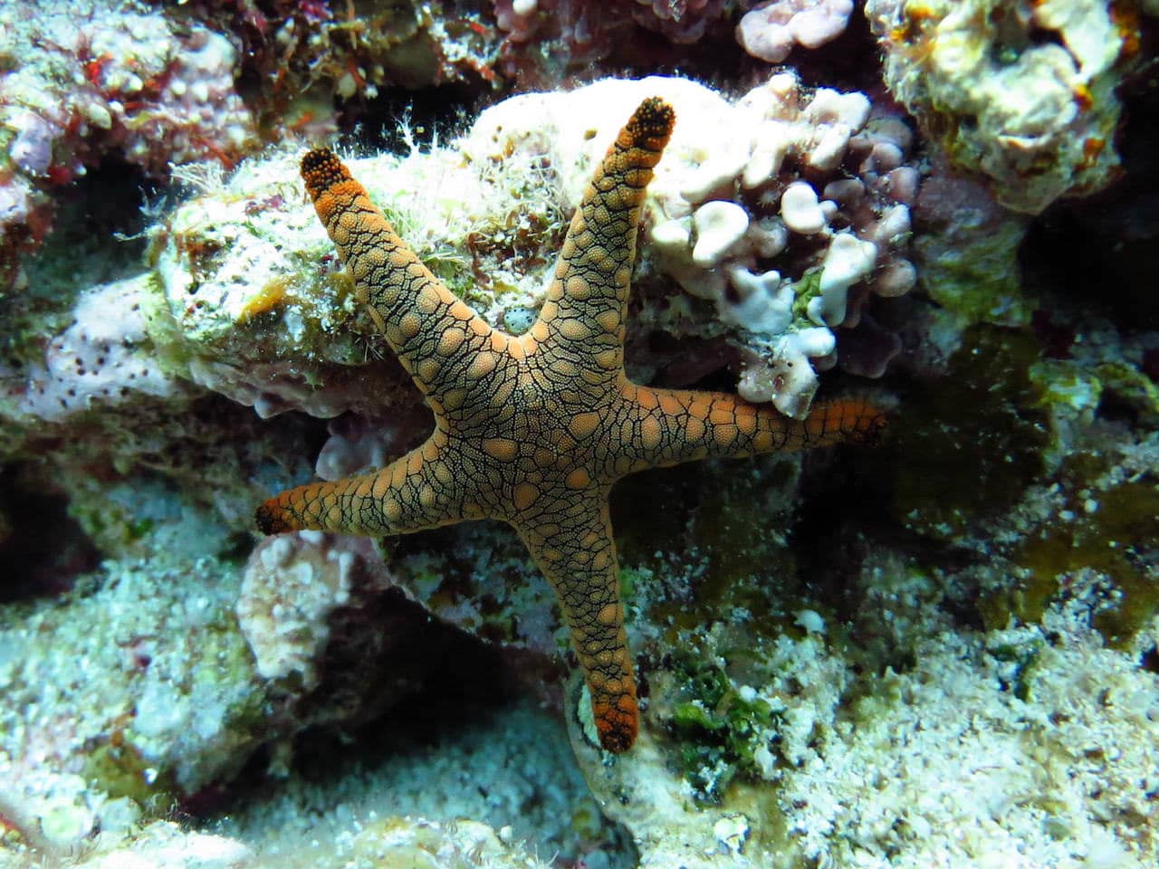 Buceo en Yoronto, Japón