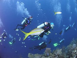 Buceo en Honduras