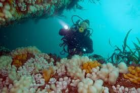 Buceo en Escocia