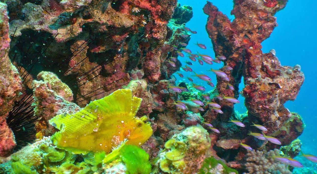 Djabeda Wreck en la isla de Coin de Mire