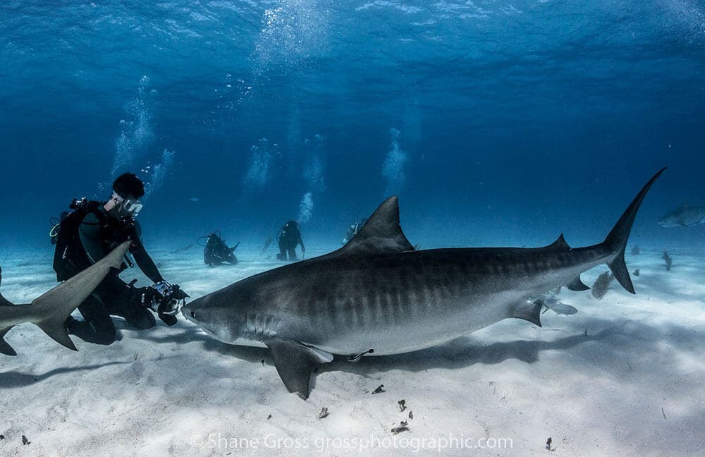 Buceo en Las Bahamas, La playa de los Tigres