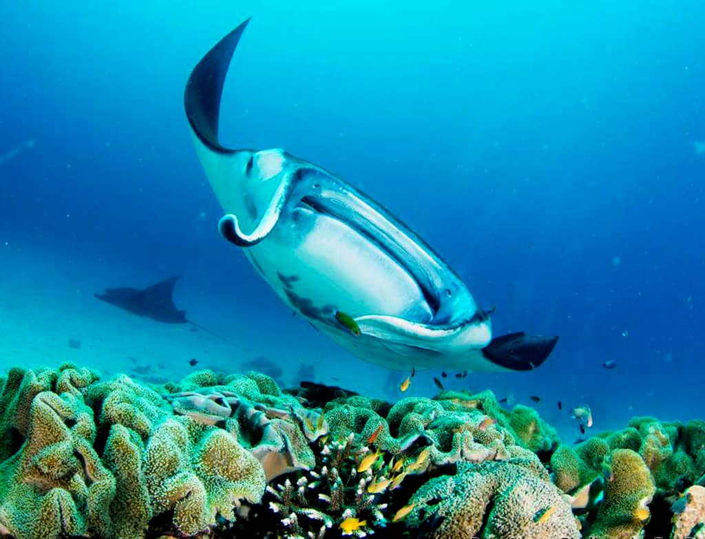 Buceo en Indonesia: Raja Ampat