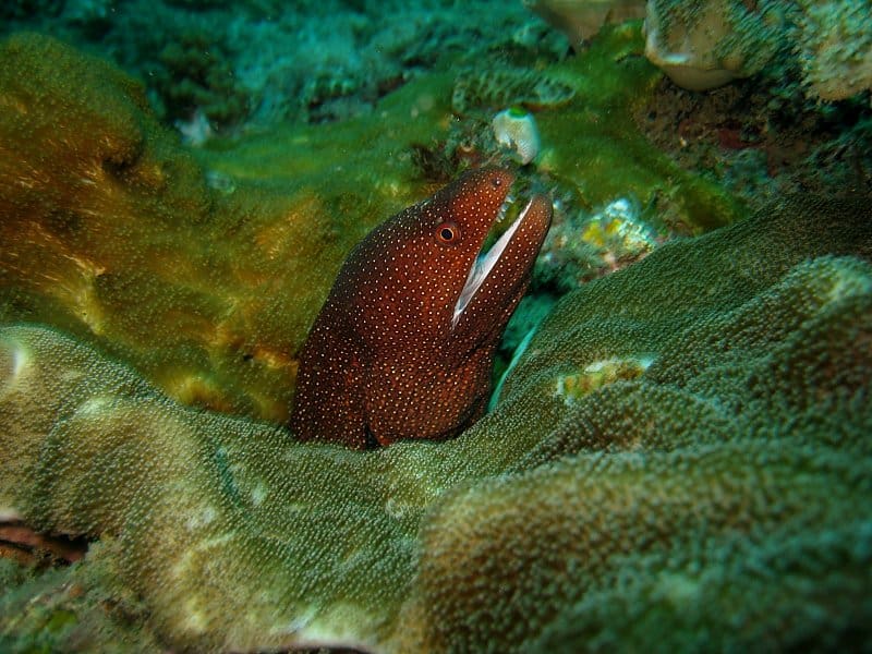 Morena, Vida Marina que se ve al bucear con Baracuda