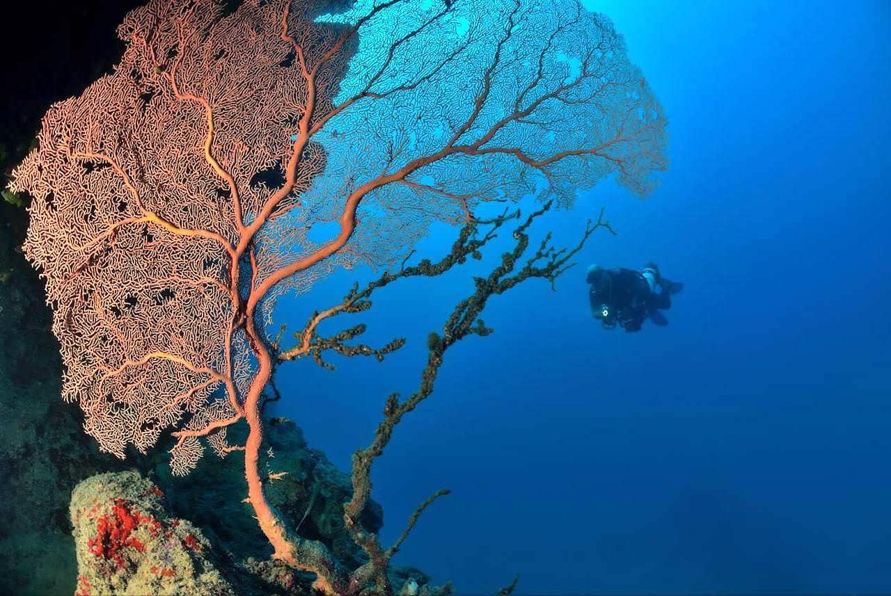 Muro de murciélago en Snake Island