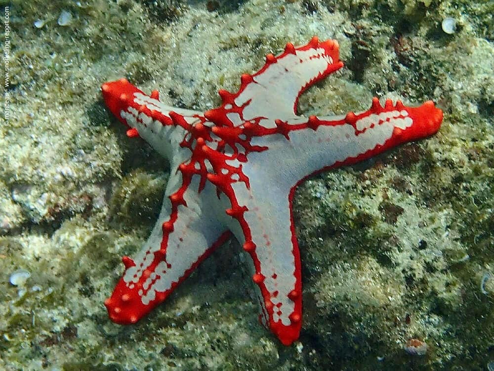 estrella de mar en Manta Reef
