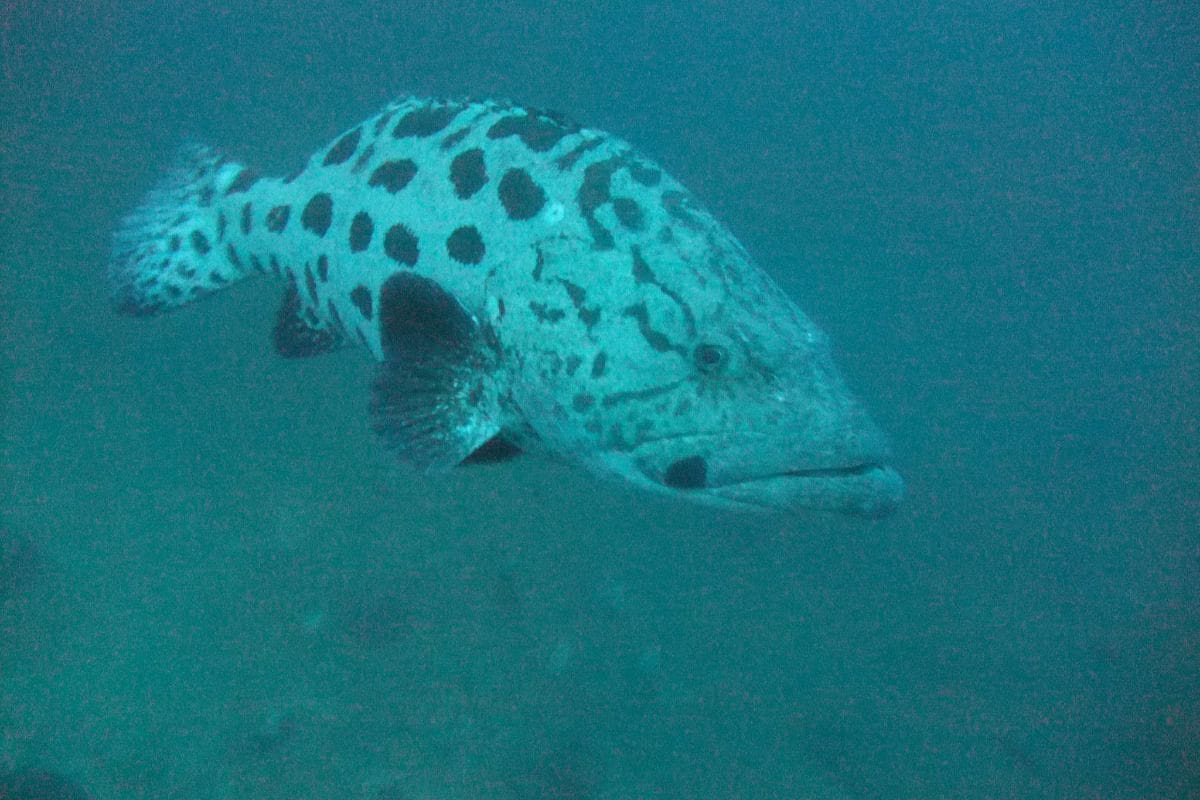 Manta de arrecife sobrevolando una estación de limpieza en un arrecife de Tofo, Mozambique, con un buceador observando a distancia