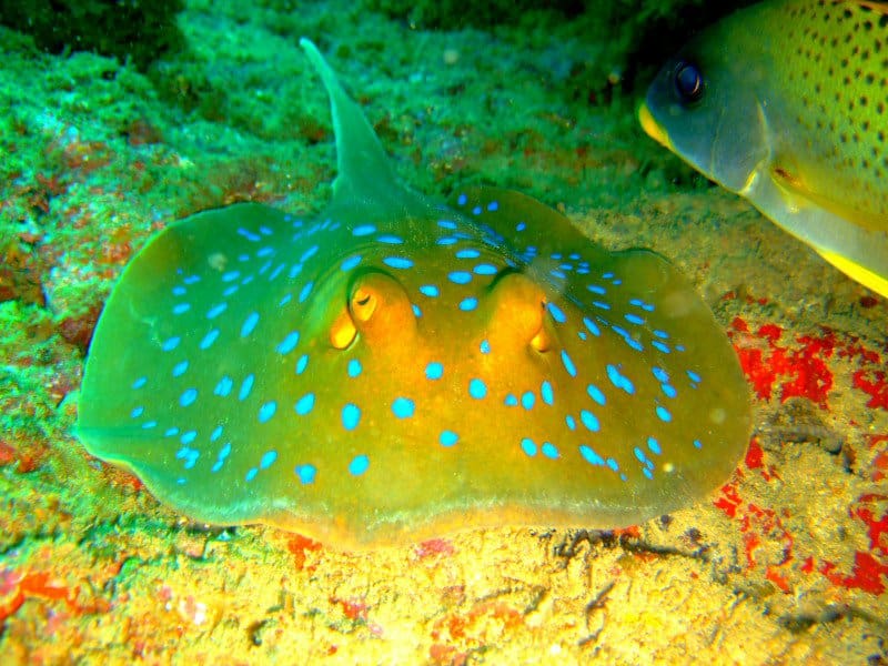 Bucear en Kenia con Baracuda