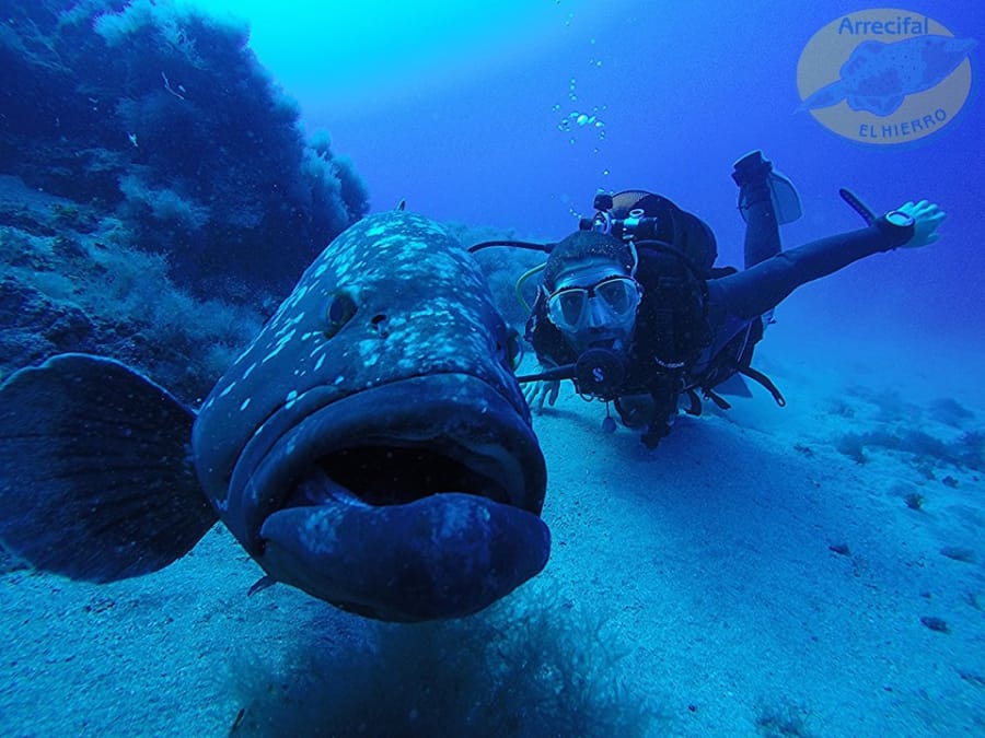 Meros gigantes en Islas Medas