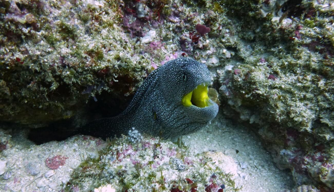 Morena en Office reef