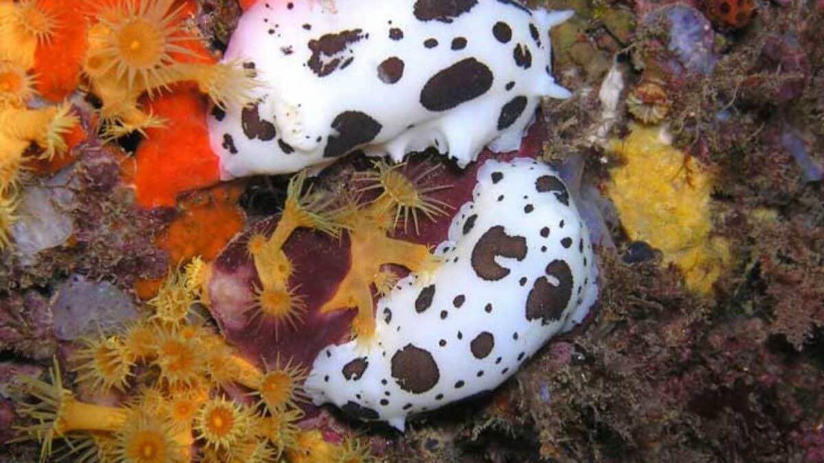 La vaca punto de buceo en las islas medas