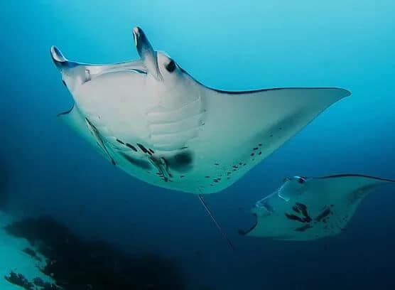 Bucear en Manta Reef