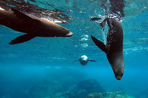 Buceo en Ecuador