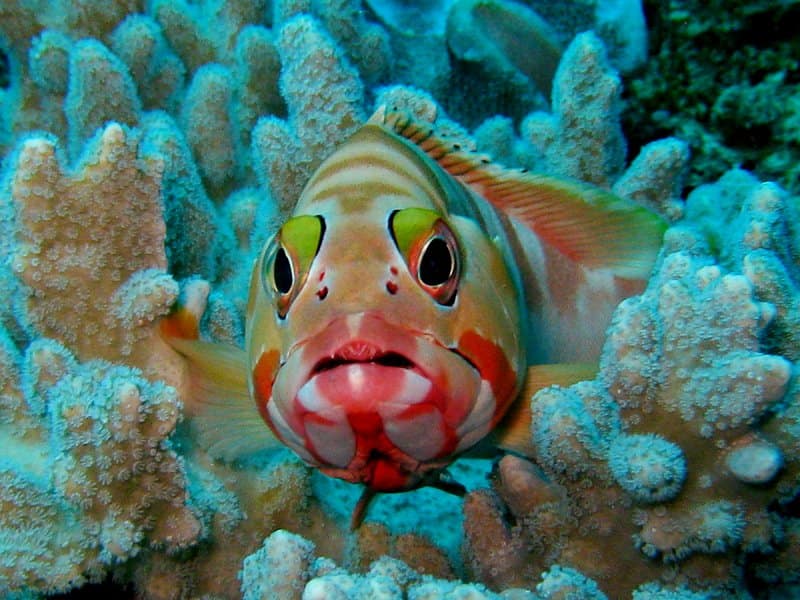 Al bucear con Baracuda podes ver....