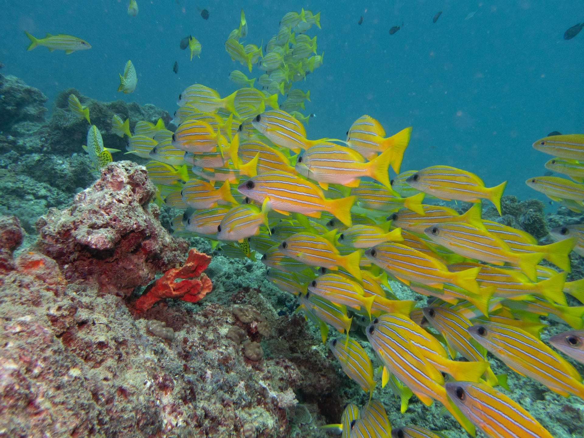 Buceador sobre un arrecife de coral duro en la costa sur de Kenia, con un banco de pargos de líneas amarillas y aguas azules