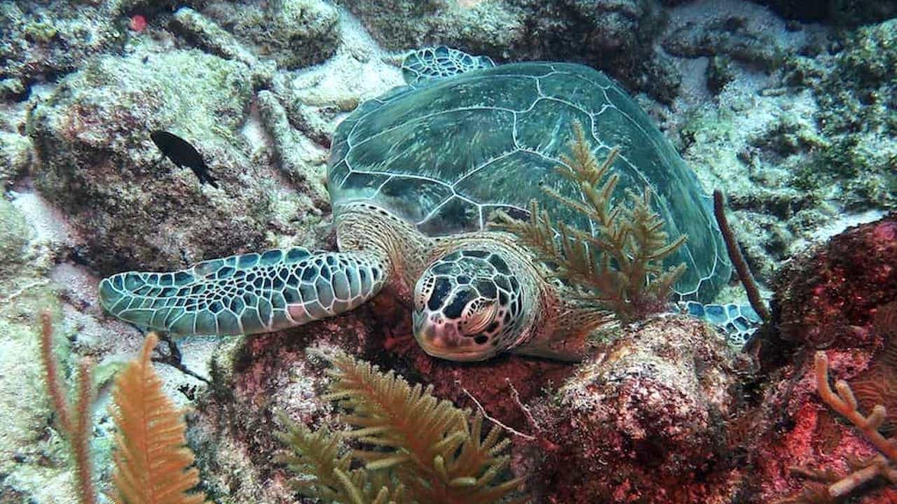 Tiburón toro nadando sobre fondo de arena blanca con buceadores arrodillados a distancia