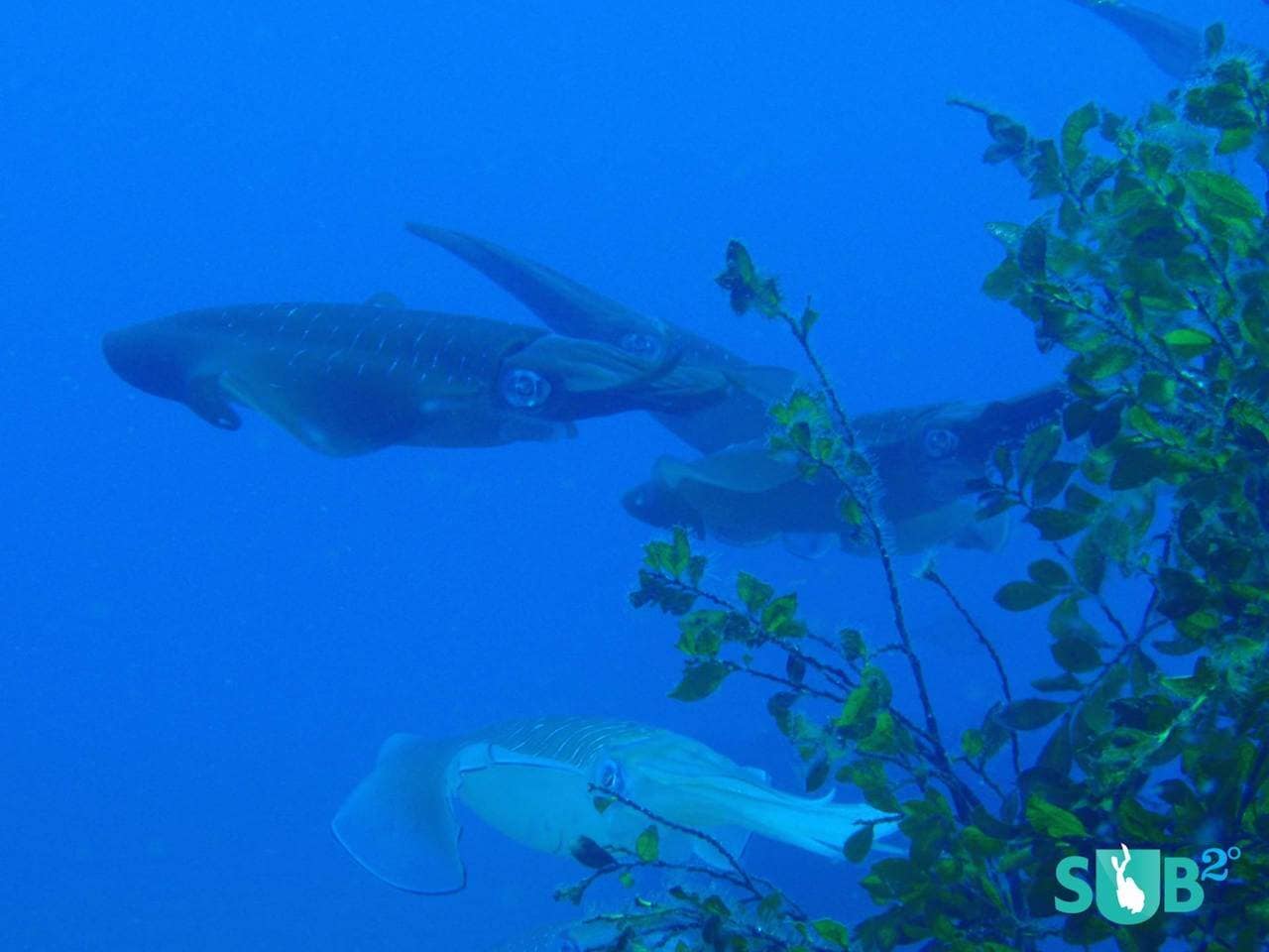 Bucear en Miyakejima, Japón